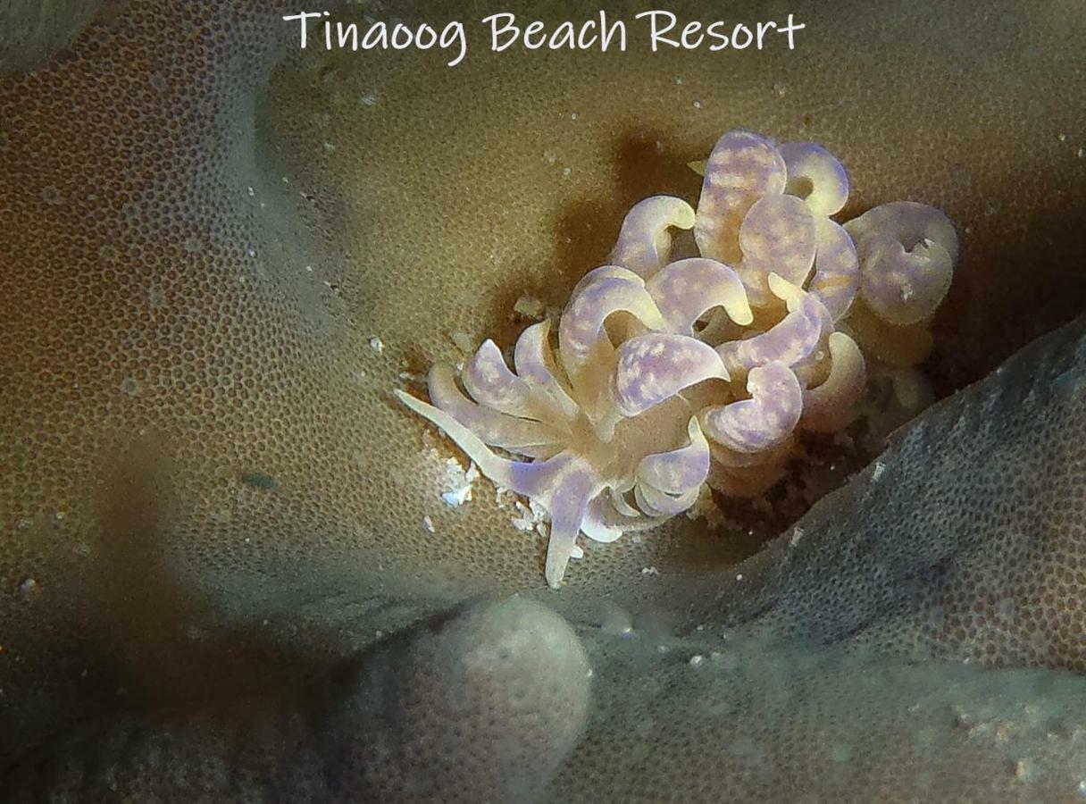 Tinaoog Beach Resort Alad Esterno foto